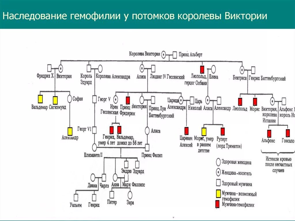 Родословная семьи королевы Виктории наследование гемофилии. Родословная по гемофилии королевы Виктории. Генеалогическое Древо королевы Виктории гемофилия. Генеалогическое Древо потомков королевы Виктории.