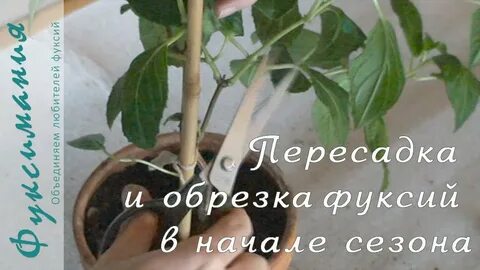 Как обрезать фуксию на зиму