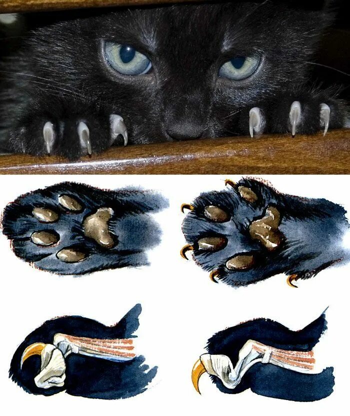 Что значит кот лапы. Кошачий коготь. лапы животных. кошачья лапа с когтями.