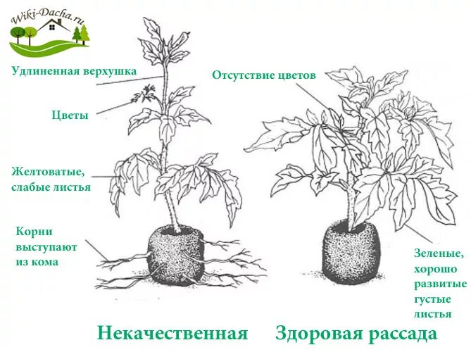 Схема рассады томатов. Высадка рассады томатов схема. высадка помидор в открытый грунт. посадка томатов на рассаду. посадка томатов в открытый грунт рассадой.