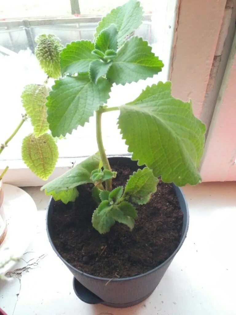 有 一 次 咳 嗽.喉 嚨 癢 但 不 至 於 痛 的 那 種 咳 嗽.在 家 庭 剪 髮 店 裏 面 咳 個