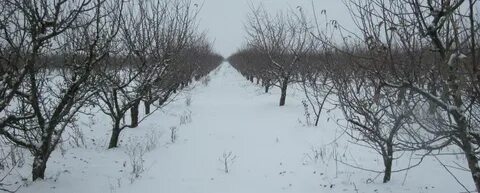 Погода ленинградская краснодарский край бичевой