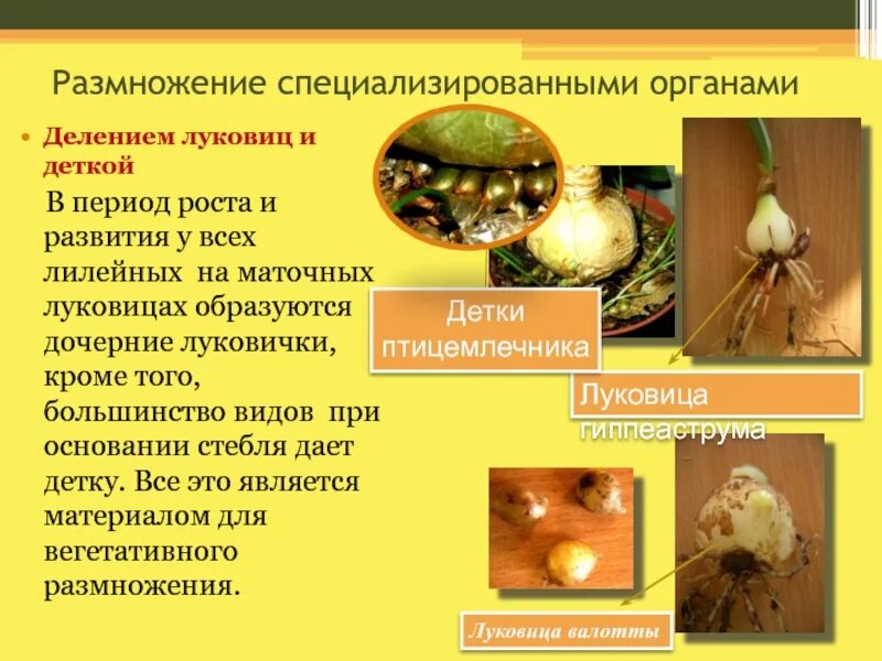 Размножение растений семенами и вегетативно. Семенное размножение способ размножения. Размножение комнатных растений схема. Семенное размножение способ размножения. Стеблевые черенки размножение.