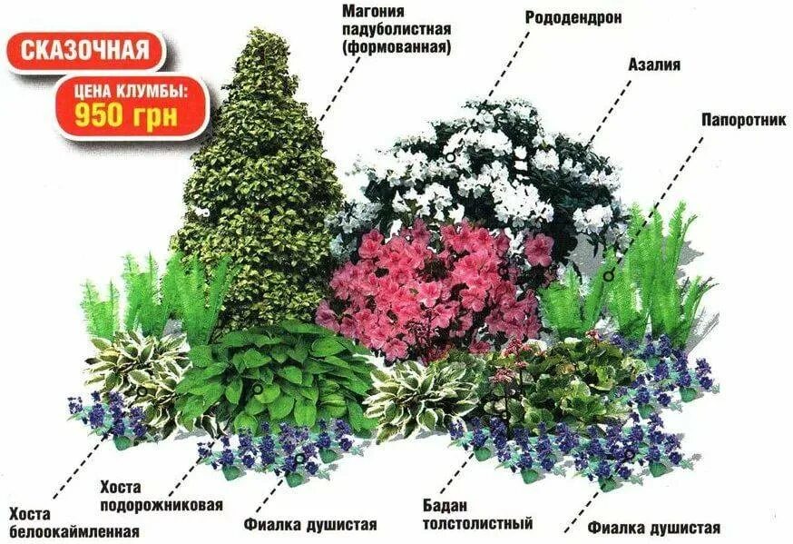 Схема миксбордера непрерывного цветения. Миксбордеры с хвойниками и многолетниками. Схема цветника миксбордера. Теневой миксбордер схемы. Клумба из многолетников для начинающих непрерывного цветения