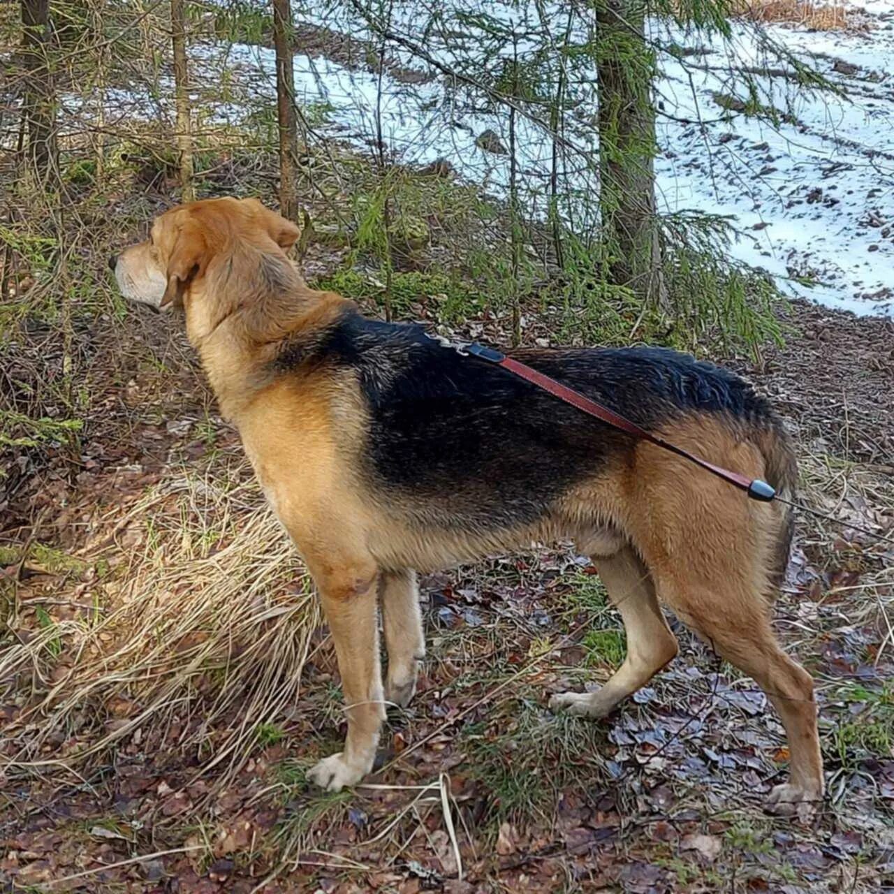 Русская охотничья гончая. Собака калужская область. Зсл злата вронского. Эстонская гончая отнялись задние лапы. Собака калужская область.