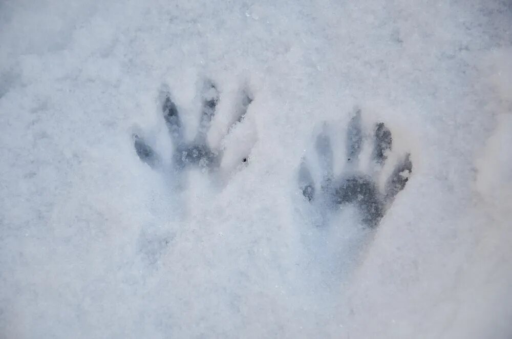 След енотовидной собаки на земле. Енотовидная собака следы лапы. Следы енота. Следы енота на снегу. Лапка на снегу