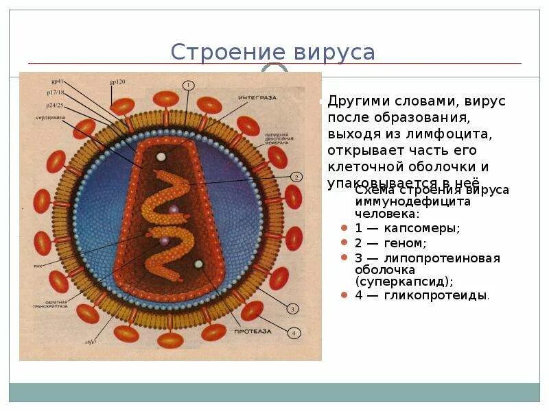 3 строение вируса. Строение вируса. ВИЧ суперкапсид. Строение вируса капсомеры. Мембрана вирусов.