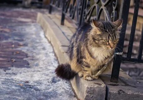 Коты на улице видео
