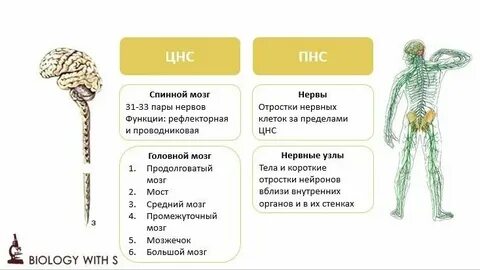 Нервная система человека контрольная работа