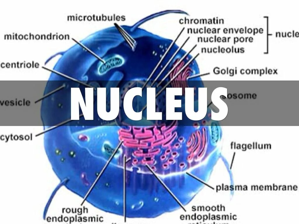 Nucleus cuneatus анатомия. Клеточное ядро. Cell nucleus. Mediodorsal thalamic nucleus анатомия. Nucleus intermediolateralis ядро.
