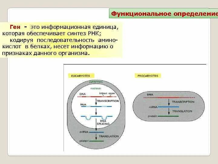 Обеспечивает синтез рнк противодействует тургору. Определение Гена. Ген определение. Функциональные гены. Определение Гена полное.