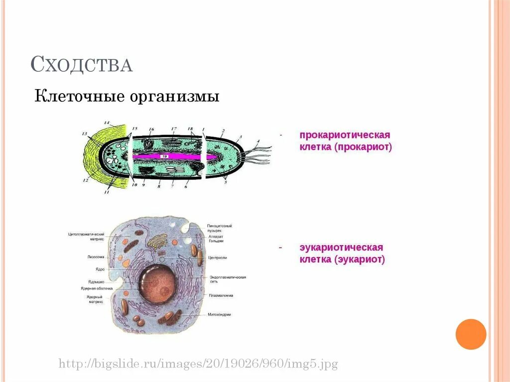 Сравнение строения прокариотической и эукариотической клетки. Особенности строения прокариотической и эукариотической клетки. Функции эукариотов. Прокариотические и эукариотические клетки сходства и различия.