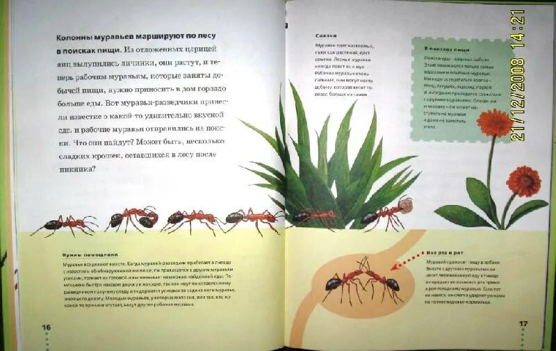 Книга про муравья. Книги о муравьях. Книга с МУРАВЬЕМ название. Книги о муравьях для детей. Я муравей книга.