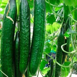 Лучшие сорта китайских огурцов