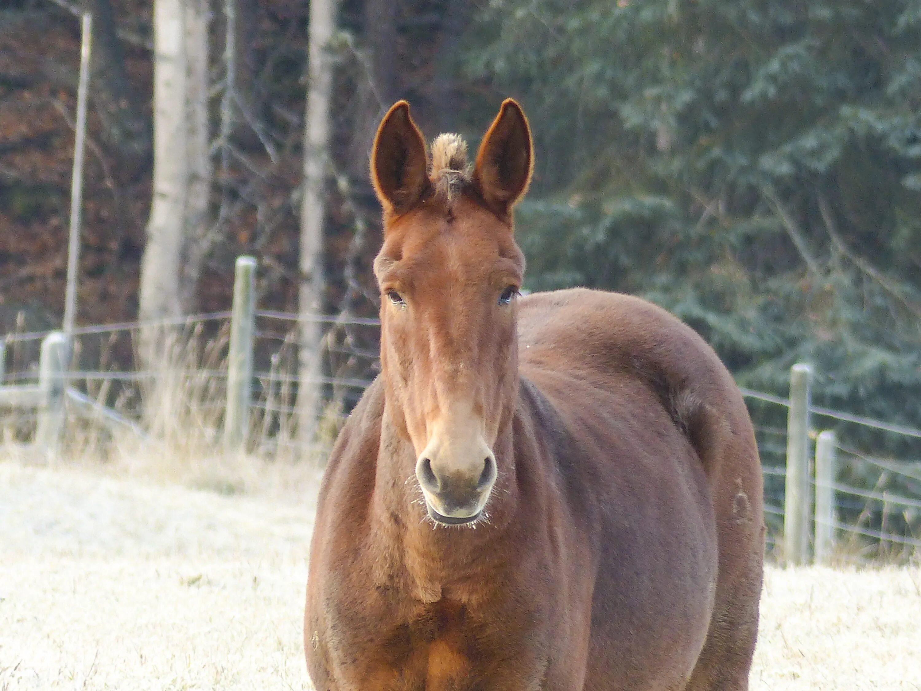 Early horse. Early horse. Морган порода лошадей в сравнении с человеком. Ручная роспись старых игрушек. Гравюры лошадей старинные.