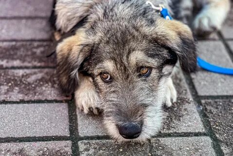 Смоленская собака