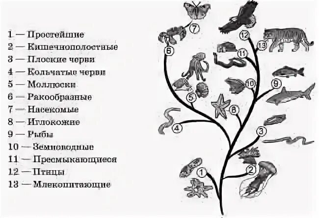Порядок эволюции животных. Схема развития животного мира земли. схема растительного мира земли. схему, отражающую развитие животного мира земли.. схема эволюции животных 7 класс.