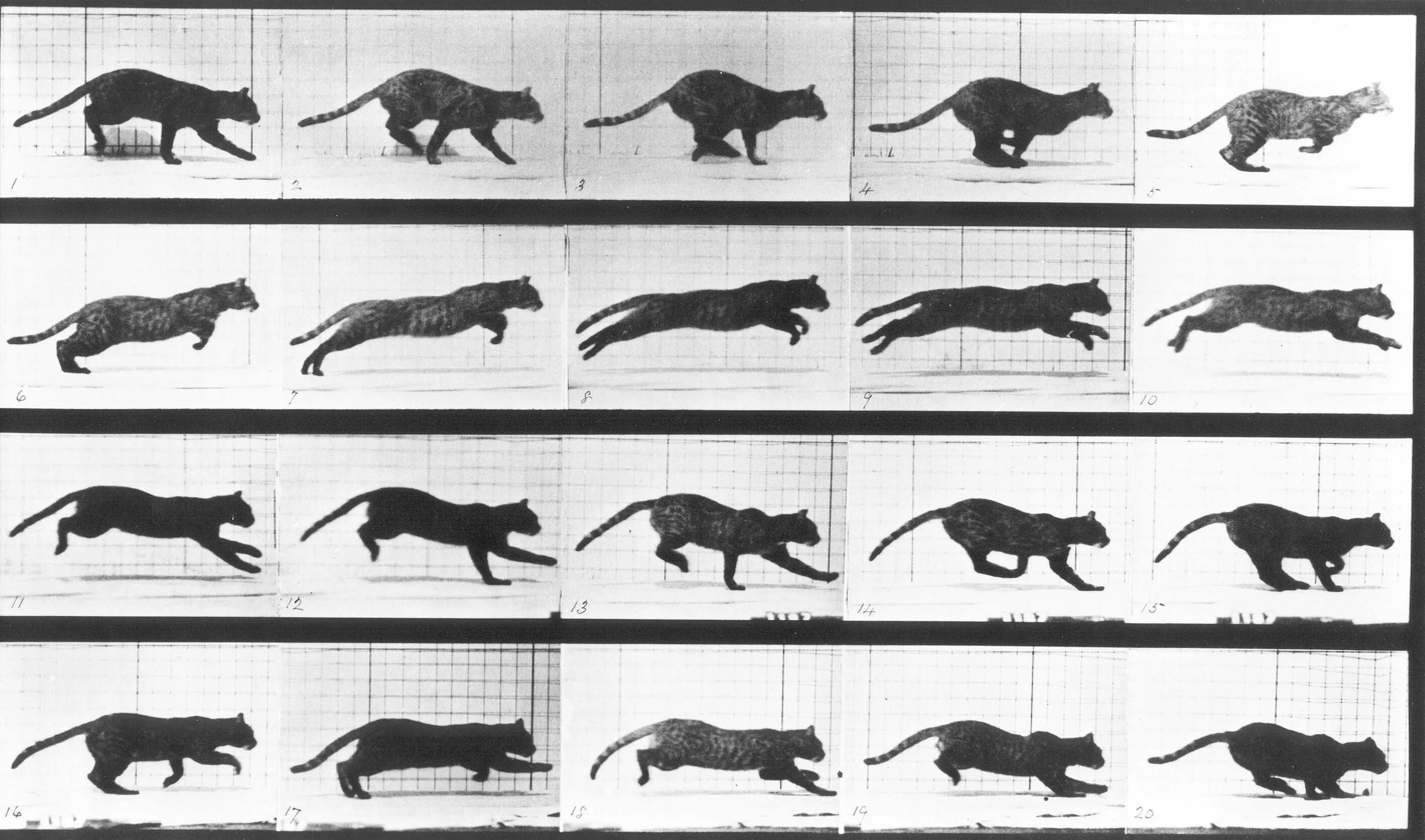 Кошачья квадробика. Eadweard Muybridge. Майбридж биомеханика. Животные в движении.