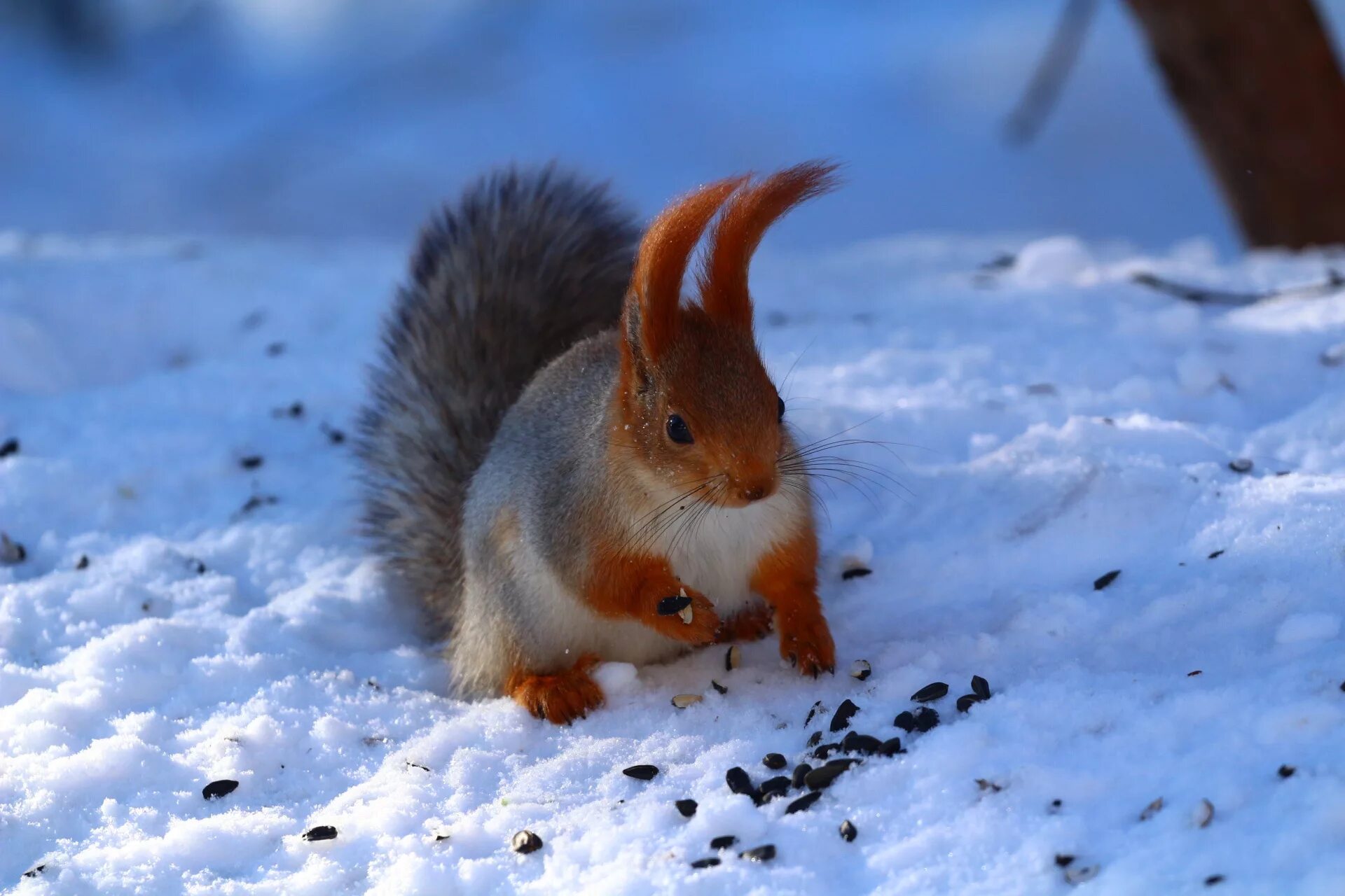 белка парк зима. бельчонок на ветке зимой. доброе утро белочка зима. вадим трунов фотоработы животные. зима животные.