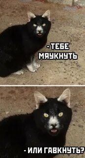 Ну мяу