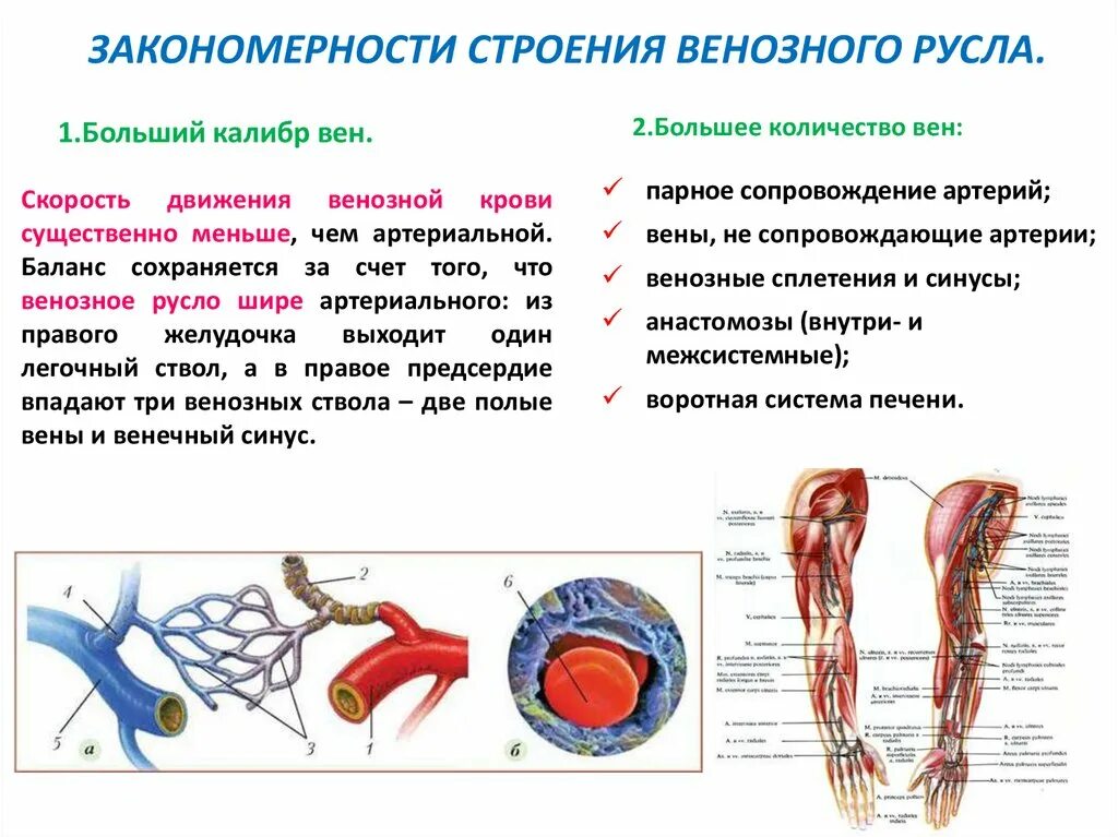 Общие закономерности строения артериального сосудистого русла. Артериальная и венозная система. Строение венозного русла.