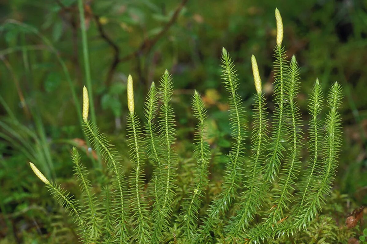 Плаун (Lycopodium). Плаун булавовидный. Ликоподий (плаун булавовидный). Болотный плаун. Плаунообразные растения