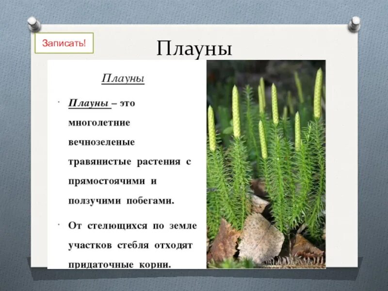 Плауны и хвощи 5 класс биология. Отдел плауны строение. Отдел папоротники хвощи плауны. Плауны класс