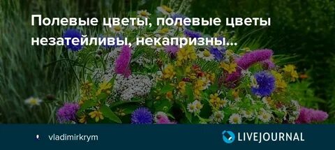 Полевых цветов текст матушка