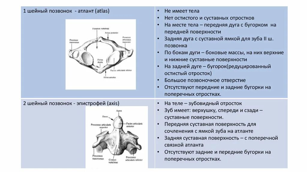 Шейные позвонки Атлант и эпистрофей. Эпистрофей позвонок анатомия. Дуга тело и отросток 1 шейного позвонка. Задняя дуга 1 шейного позвонка. Характерные признаки шейного позвонка