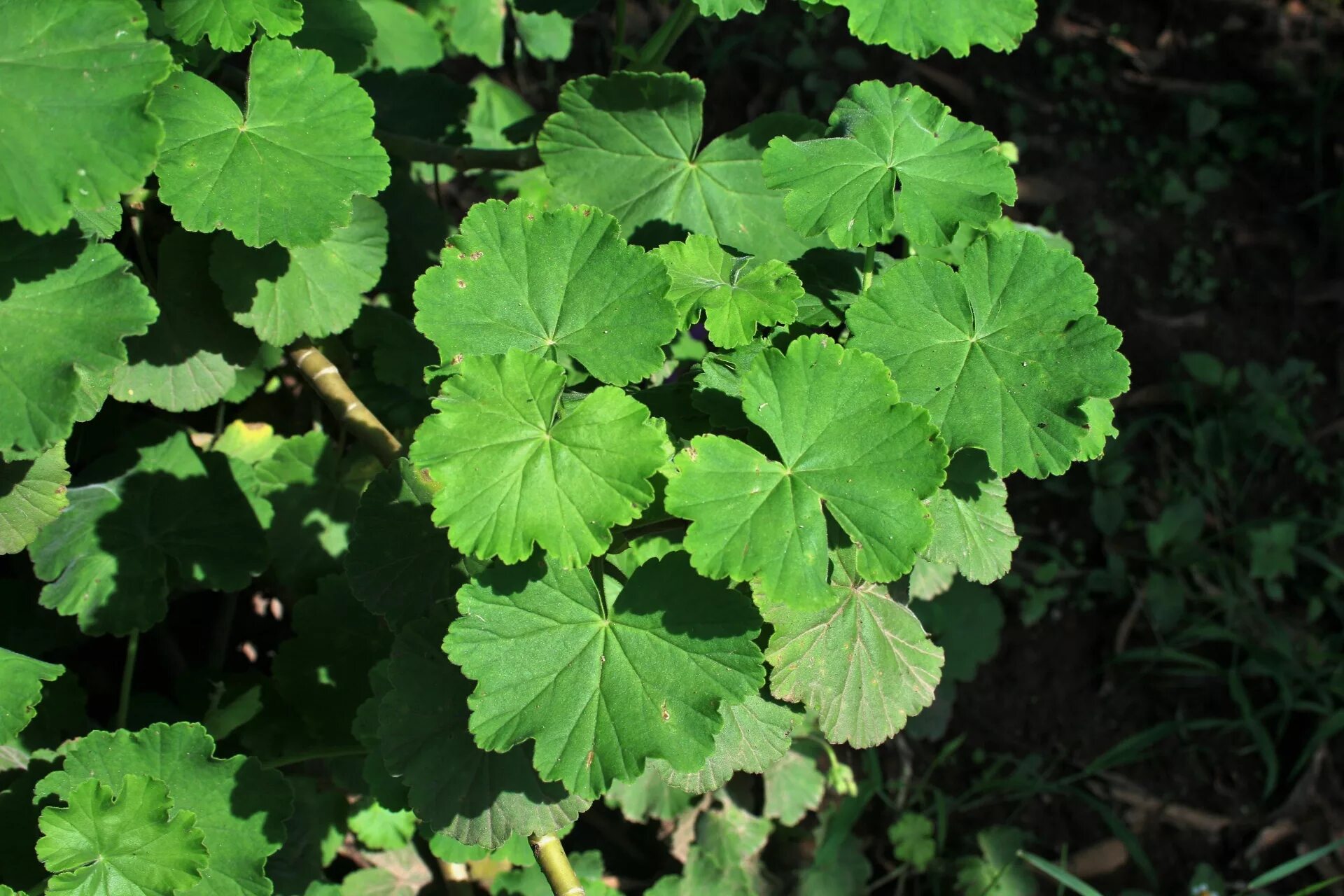 Пеларгония зональная листья. Герань окаймленная. Герань Geranium листья. Пеларгония зональная Лис.