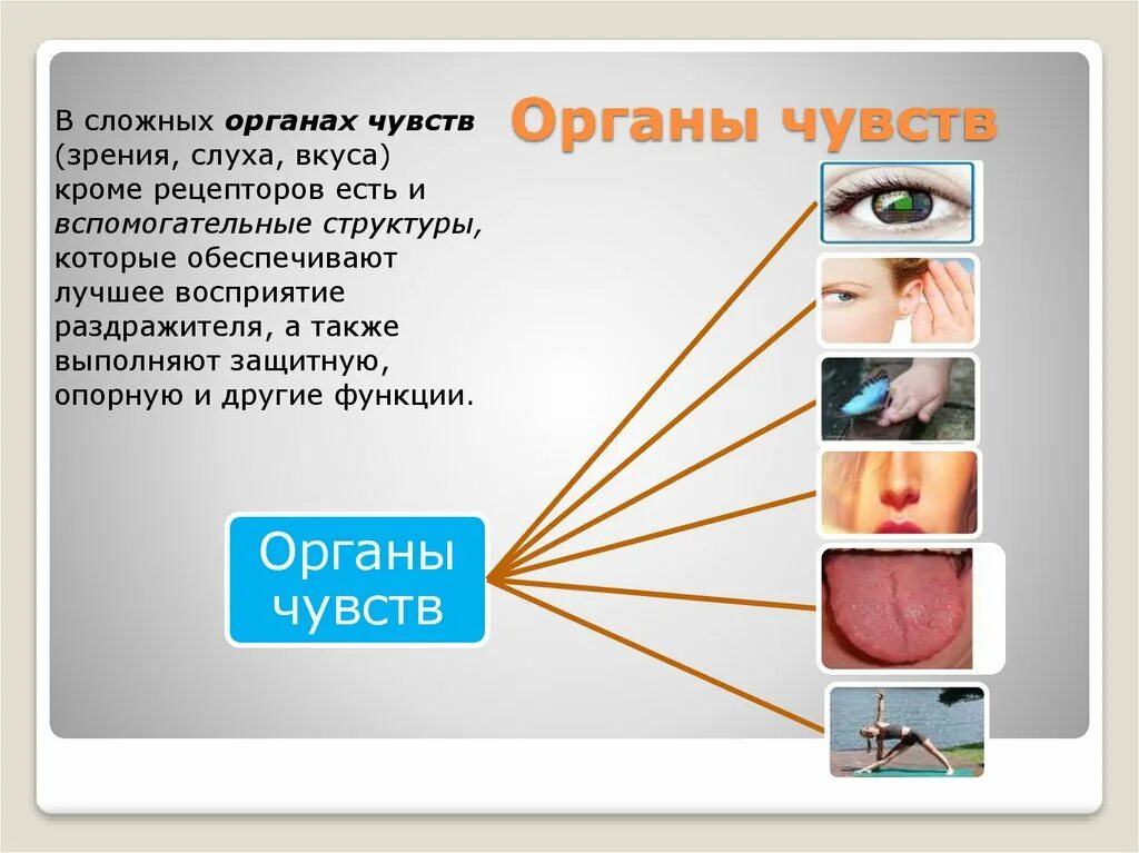 Органы чувств и вода. Органы чувств. Строение наших органов чувств. Анализаторы органы чувств. Органы восприятия человека.