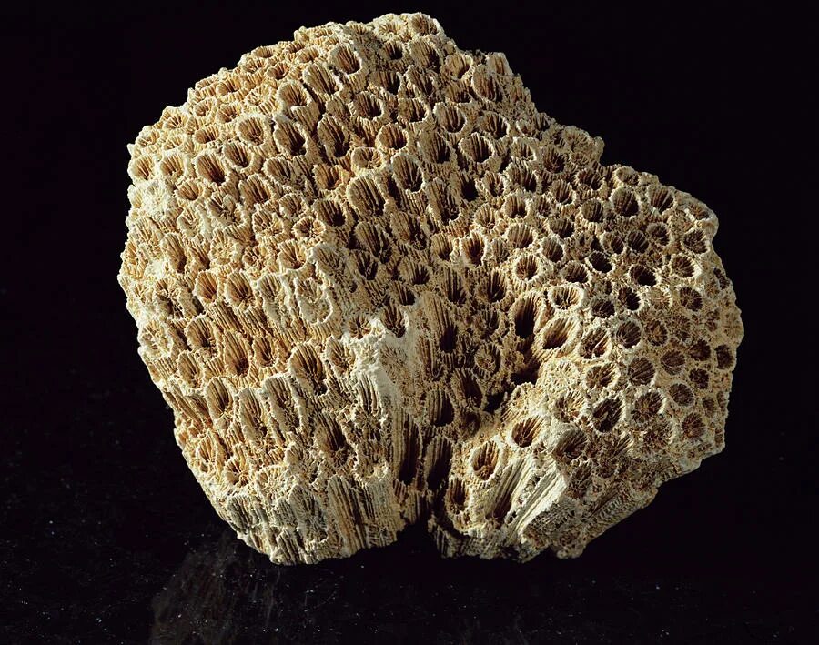 Коралл трахифилия скелет. Известковый скелет коралловых полипов. Известковый скелет. Известняковые кораллы.