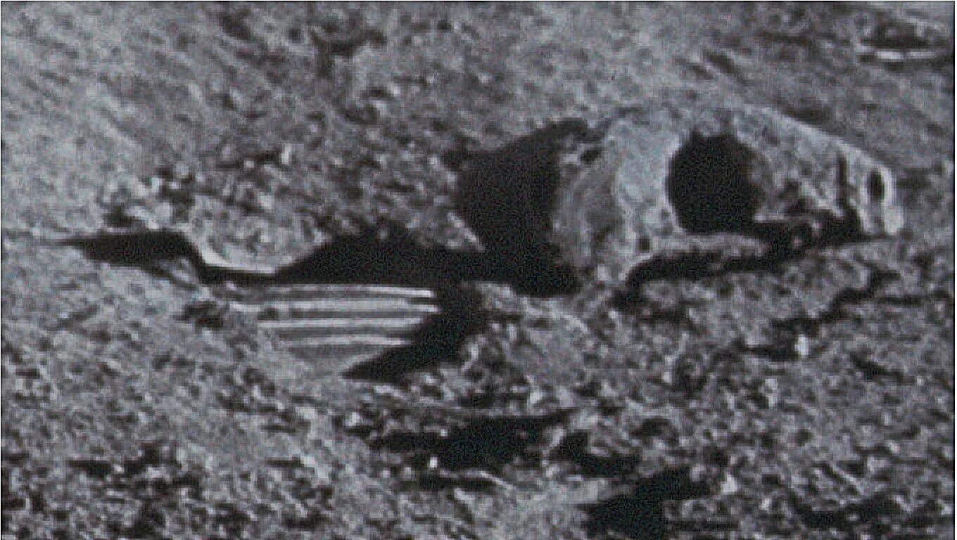 Что было найдено на луне. Снимки пришельцев на луне. существа на луне.