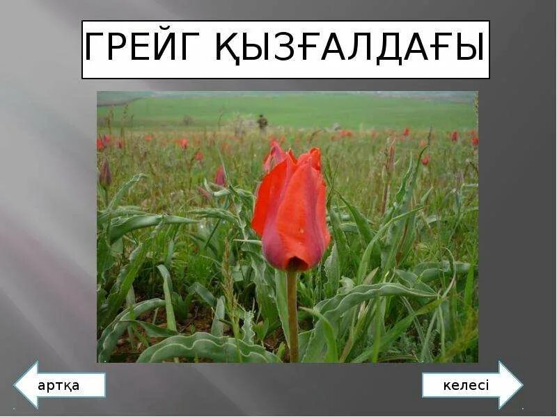 Тюльпан грейга в красной книге казахстана. Тюльпан грейга pinocchio. Тюльпан грейга. Тюльпановые поля южного казахстана. Тюльпан грейга аддис.