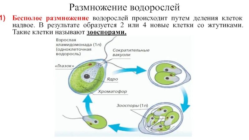 В результате чего образуются водоросли. Бесполое размножение водорослей. Бесполый путь размножения водорослей. Вегетативное размножение водорослей. Бесполое размножение водорослей примеры.