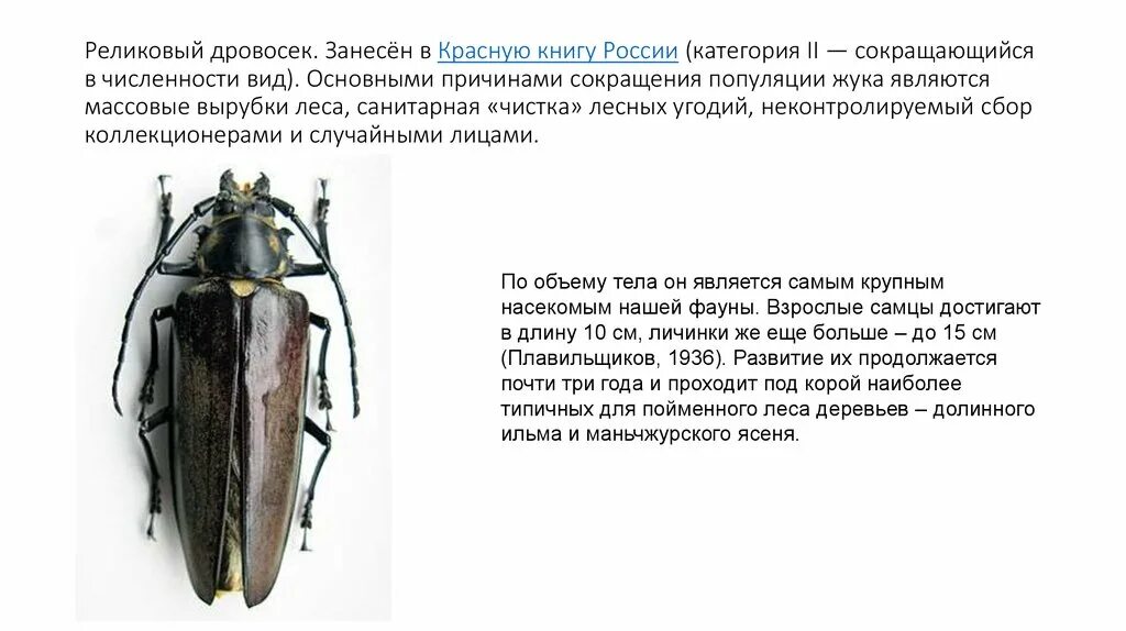 Почему дровосек занесен в красную книгу. Жук дровосек красная книга россии. жук дровосек занесен в красную книгу. тараканы занесенные в красную книгу. жуки которые занесены в красную книгу.
