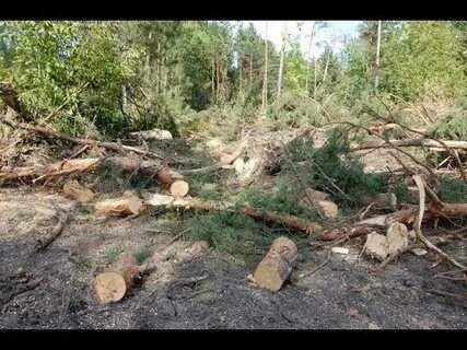 Вырубка деревьев в верховьях малых рек