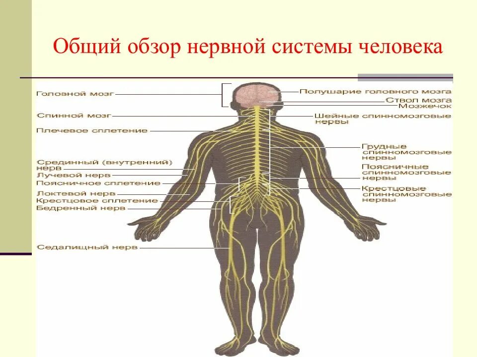 Функции нервной системы человека анатомия с примерами. Структура нервной системы человека схема. Функции нервной системы человека схема. Нерв система человека анатомия. Укажите название органа центральной нервной системы человека