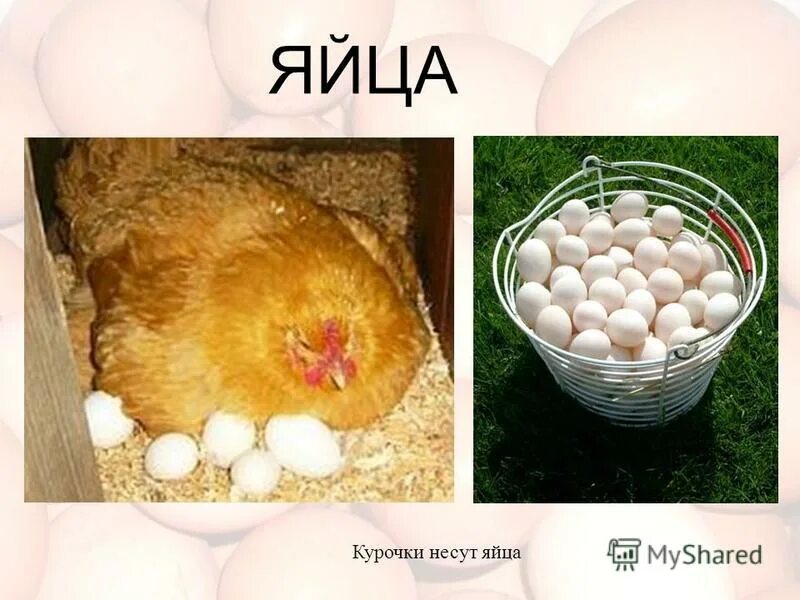 Откуда у куры яйца. Курица с яйцами. Куры несут яйца.