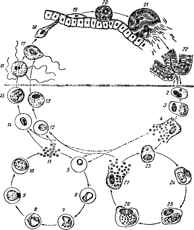 Цикл малярийного плазмодия. Стадии жизненного цикла малярийного плазмодия. Цикл малярийного плазмодия схема. Цикл малярийного плазмодия схема ЕГЭ.