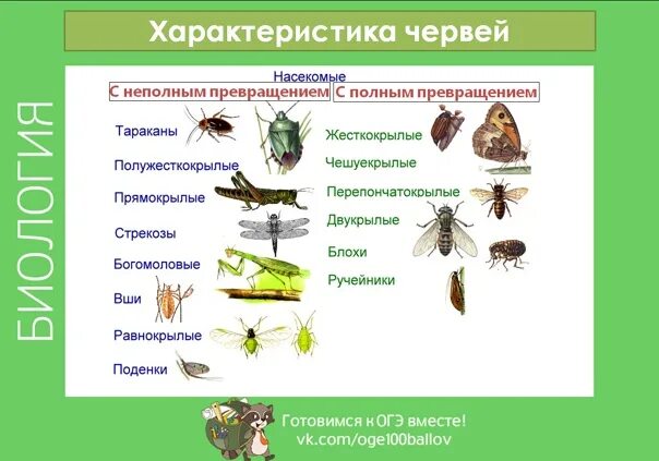 Отряд насекомых тип развития. Отряды насекомых с неполным превращением таблица 7 класс. Насекомые с полным и неполным метаморфозом таблица. Насекомые с полным и неполным превращением таблица. Насекомые с полнымпревращнием.