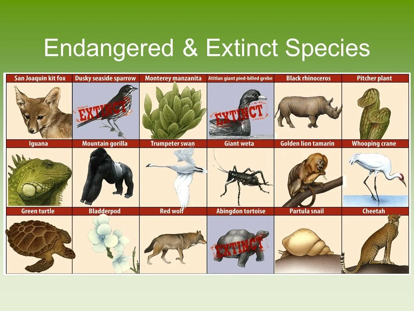 Human population expansion and the effects of hunting are. Extinction presentation. Предложение со словом extinct. Extinct species of marattia. Article about extinction.