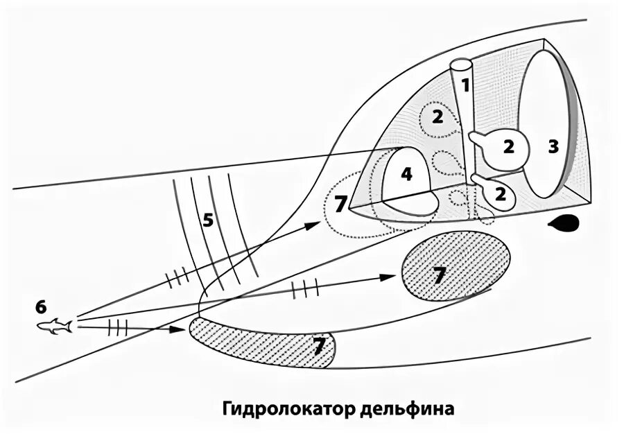 Гидролокатор дельфина. Гидролокатор и кит. Эхолокационные системы. Гидролокатор дельфина в картинках. Входными воротами для эхолокационного слуха дельфина служит