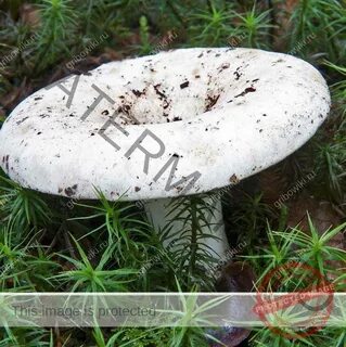Грибы съедобные белые грузди