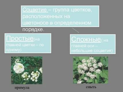 Самая примитивная группа цветковых