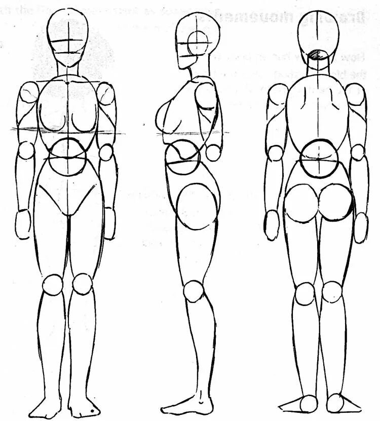 Анатомия человека для рисования пропорции. Пропорции человека в полный рост референс. Тело девушки референс пропорции. Пропорции человека для рисования в полный рост для начинающих.