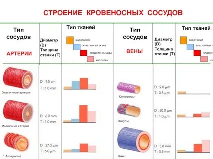 Сосуды какой вид ткани