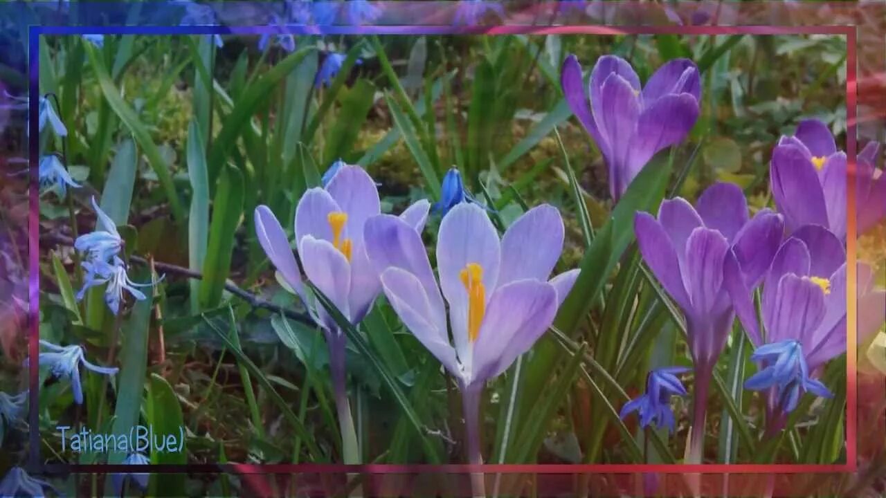 Верба и крокусы. Маленькие синенькие цветы ранней весной. Ранние цветы. Весенние первоцветы колокольчик. Цветок цветет ранней весной.