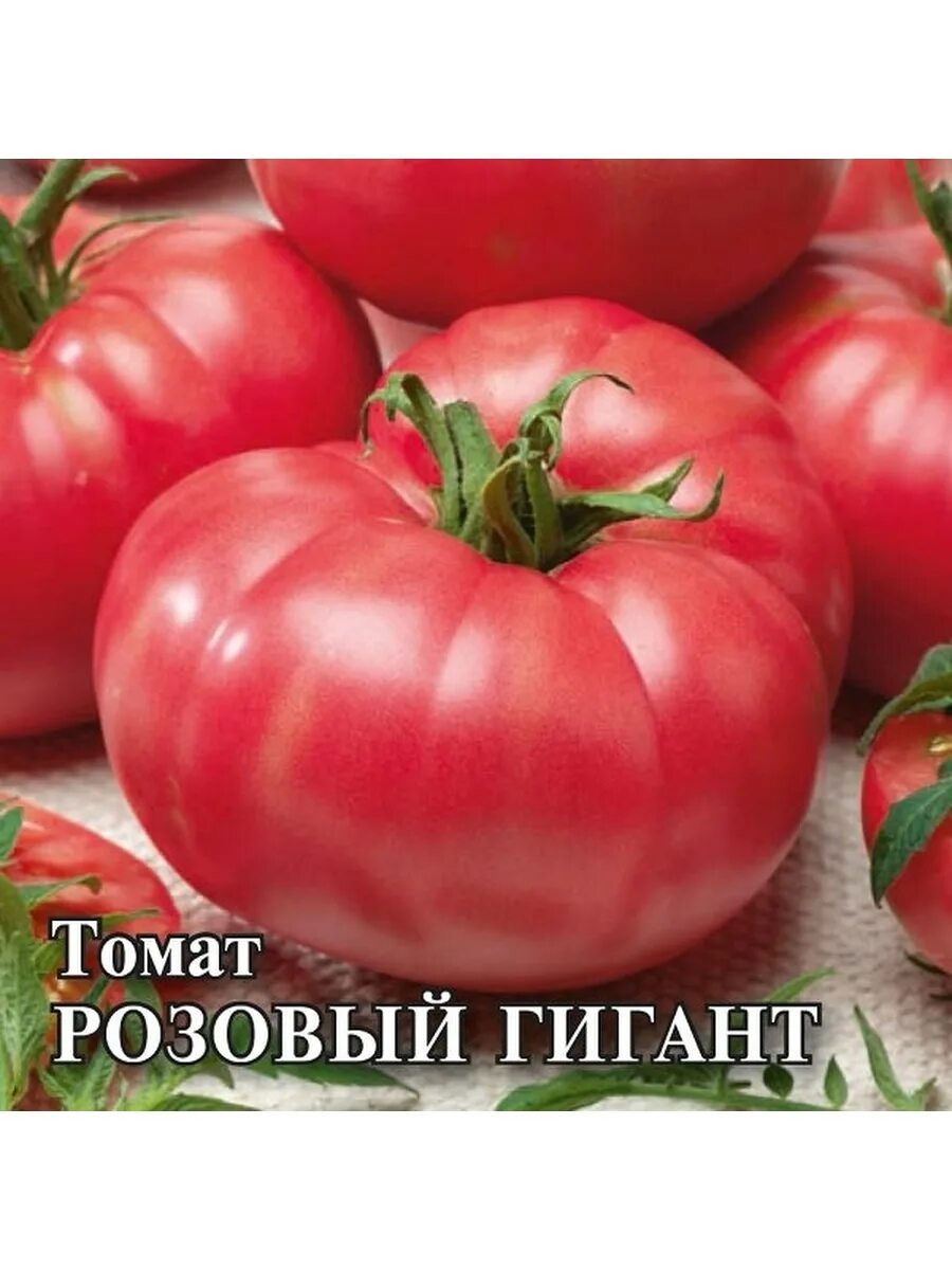 Томат сорт розовый гигант отзывы. Гавриш томат розовый гигант. семена томат розовый гигант. томат сорт розовый гигант. томат розовый гигант семена алтая.
