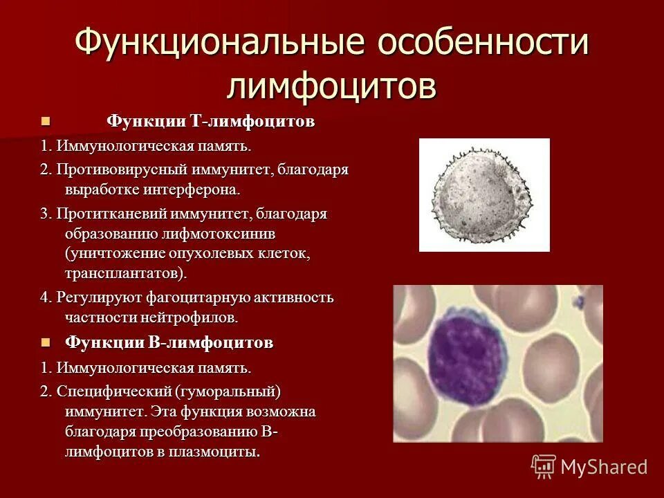 Группы лимфоцитов